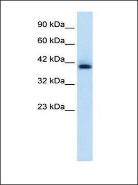 Anti-HEXIM1 antibody produced in rabbit IgG fraction of antiserum