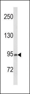 ANTI-PREX1 (CENTER) antibody produced in rabbit affinity isolated antibody, buffered aqueous solution