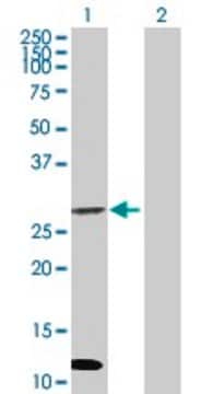 Anti-NIP antibody produced in mouse purified immunoglobulin, buffered aqueous solution