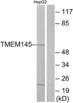 Anti-TMEM145 antibody produced in rabbit affinity isolated antibody