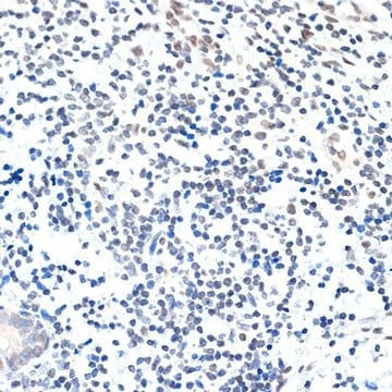 Anti-PAF1 antibody produced in rabbit