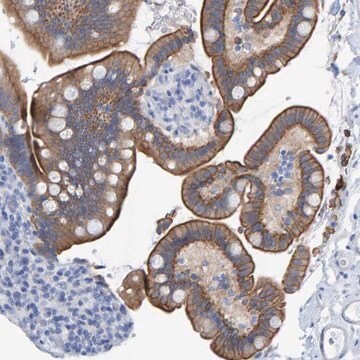 Anti-JAKMIP3 antibody produced in rabbit Prestige Antibodies&#174; Powered by Atlas Antibodies, affinity isolated antibody, buffered aqueous glycerol solution