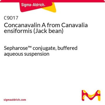 Concanavaline&nbsp;A from Canavalia ensiformis (Jack bean) Sepharose&#8482; conjugate, buffered aqueous suspension