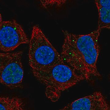 Anti-NBR1 antibody produced in rabbit Prestige Antibodies&#174; Powered by Atlas Antibodies, affinity isolated antibody