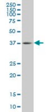 Monoclonal Anti-TFDP3, (N-terminal) antibody produced in mouse clone 3F11, purified immunoglobulin, buffered aqueous solution