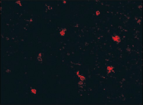 Anti-FEZ2 (ab1) antibody produced in rabbit affinity isolated antibody, buffered aqueous solution