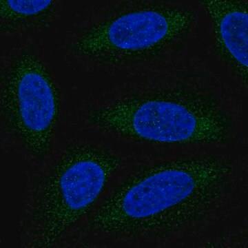 Anti-ALG6 antibody produced in rabbit Prestige Antibodies&#174; Powered by Atlas Antibodies, affinity isolated antibody