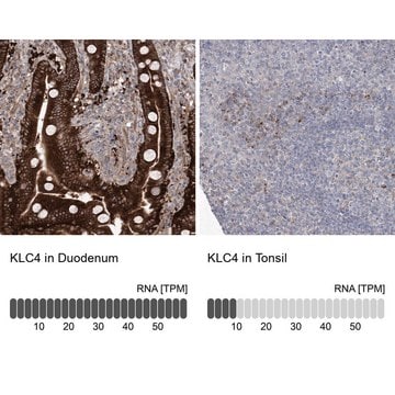 Anti-KLC4 antibody produced in rabbit Prestige Antibodies&#174; Powered by Atlas Antibodies, affinity isolated antibody, buffered aqueous glycerol solution, ab1