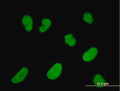 Monoclonal Anti-NFATC2IP antibody produced in mouse clone 2D7-A10, purified immunoglobulin, buffered aqueous solution