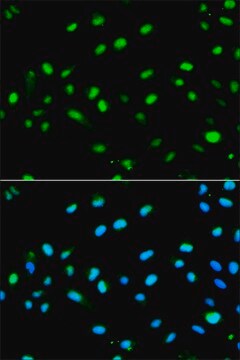 Anti-LETMD1 antibody produced in rabbit affinity isolated antibody