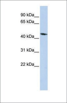 Anti-KCNJ1 antibody produced in rabbit affinity isolated antibody