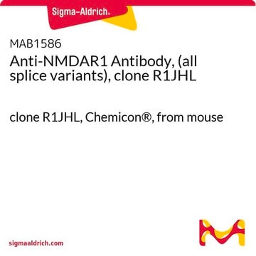 Anticorps anti-NMDAR1 (tous les variants d'épissage), clone R1JHL clone R1JHL, Chemicon&#174;, from mouse