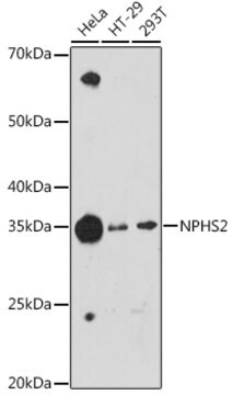 Anti-NPHS2 Antibody, clone 2O10G3, Rabbit Monoclonal