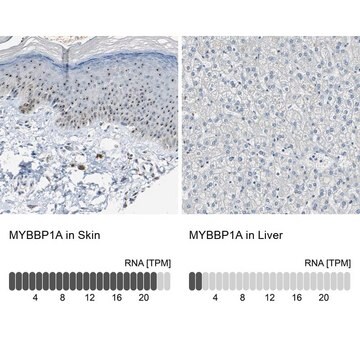 Anti-MYBBP1A antibody produced in rabbit Prestige Antibodies&#174; Powered by Atlas Antibodies, affinity isolated antibody, buffered aqueous glycerol solution