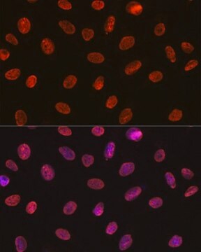 Anti-U1A/SNRPA antibody produced in rabbit