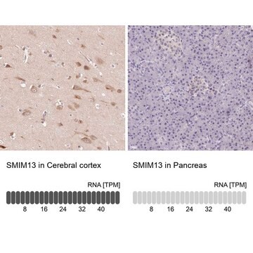 Anti-SMIM13 antibody produced in rabbit Prestige Antibodies&#174; Powered by Atlas Antibodies, affinity isolated antibody, buffered aqueous glycerol solution