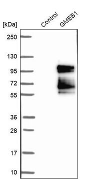 Anti-GMEB1 antibody produced in rabbit Prestige Antibodies&#174; Powered by Atlas Antibodies, affinity isolated antibody, buffered aqueous glycerol solution