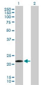 Anti-CLEC1B antibody produced in mouse purified immunoglobulin, buffered aqueous solution