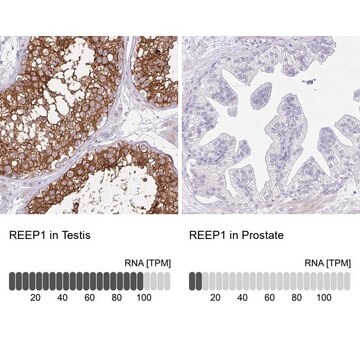 Anti-REEP1 antibody produced in rabbit Prestige Antibodies&#174; Powered by Atlas Antibodies, affinity isolated antibody, buffered aqueous glycerol solution