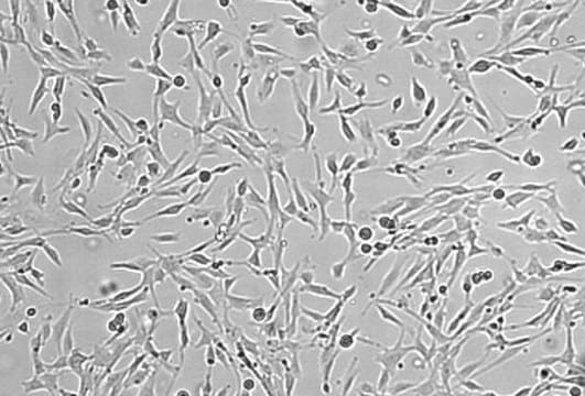 OSUMMER.9 Mouse NRAS-Mutant Melanoma Cell Line