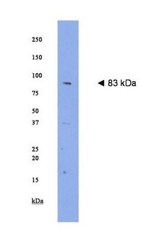 Anti-Plasticity related gene 1 (PRG-1) Antibody Chemicon&#174;, from rabbit