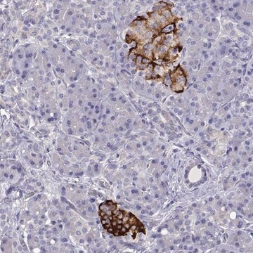 Anti-TMEM211 antibody produced in rabbit Prestige Antibodies&#174; Powered by Atlas Antibodies, affinity isolated antibody, buffered aqueous glycerol solution