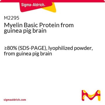 ミエリン塩基性タンパク質 from guinea pig brain &#8805;80% (SDS-PAGE), lyophilized powder, from guinea pig brain