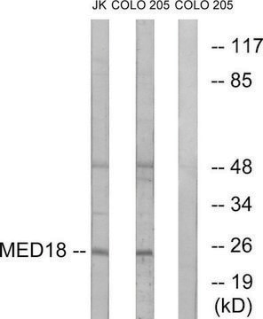 Anti-MED18 antibody produced in rabbit affinity isolated antibody