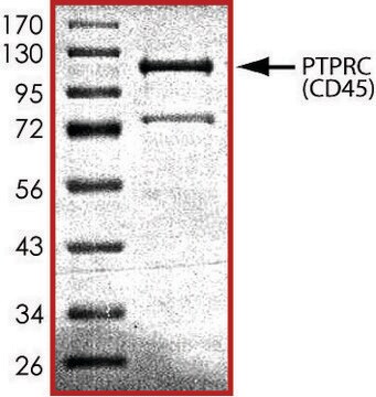 PTPRC (592-end), active, GST tagged from mouse recombinant, expressed in E. coli, &#8805;70% (SDS-PAGE), buffered aqueous glycerol solution