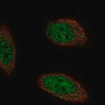 Anti-TMEM267 antibody produced in rabbit Prestige Antibodies&#174; Powered by Atlas Antibodies, affinity isolated antibody, buffered aqueous glycerol solution