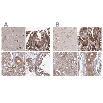 Anti-EIF3A antibody produced in rabbit Prestige Antibodies&#174; Powered by Atlas Antibodies, affinity isolated antibody, buffered aqueous glycerol solution