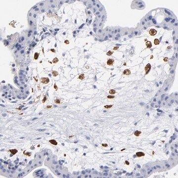 Anti-PTP4A1 antibody produced in rabbit Prestige Antibodies&#174; Powered by Atlas Antibodies, affinity isolated antibody, buffered aqueous glycerol solution