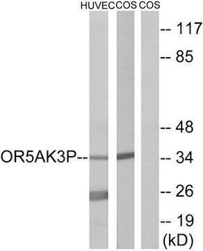 Anti-OR5AK3P, C-Terminal antibody produced in rabbit affinity isolated antibody