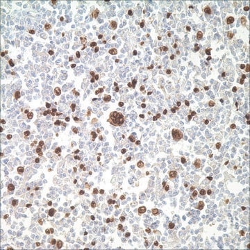 PAX-5 (SP34) Rabbit Monoclonal Antibody