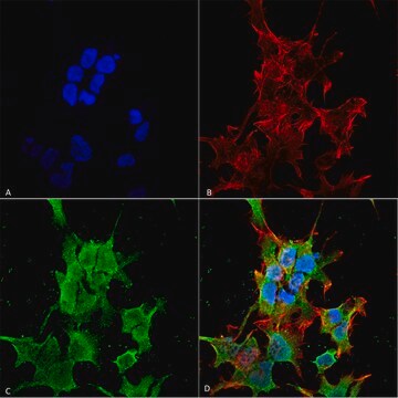 Monoclonal Anti-TRAK2-Atto 488 antibody produced in mouse clone S390-43