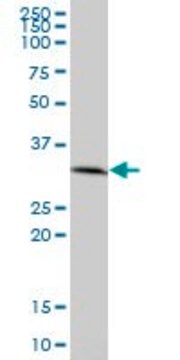 Anti-PRKAB2 antibody produced in mouse purified immunoglobulin, buffered aqueous solution