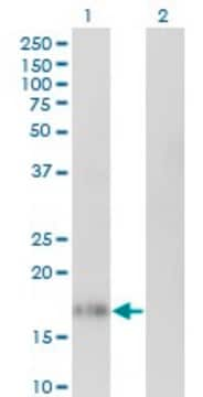 Monoclonal Anti-IL10 antibody produced in mouse clone 1C10, purified immunoglobulin, buffered aqueous solution