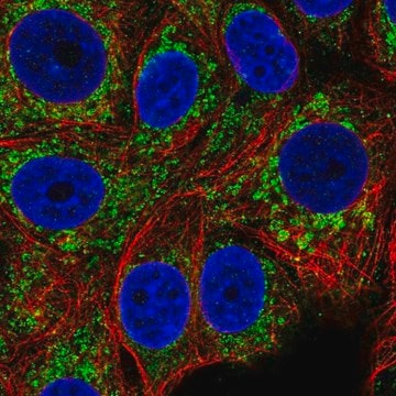 Anti-CCM2 antibody produced in rabbit Prestige Antibodies&#174; Powered by Atlas Antibodies, affinity isolated antibody