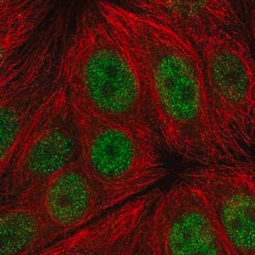 Anti-C14orf1 antibody produced in rabbit Prestige Antibodies&#174; Powered by Atlas Antibodies, affinity isolated antibody