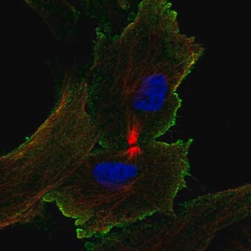 Anti-Ccn5 Antibody Produced In Rabbit Prestige Antibodies&#174; Powered by Atlas Antibodies, affinity isolated antibody, buffered aqueous glycerol solution