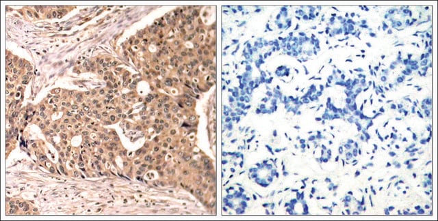 Anti-phospho-PXN (pTyr118) antibody produced in rabbit affinity isolated antibody