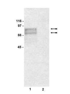 Anticorps anti-tyrosinase, clone&nbsp;T311 clone T311, Upstate&#174;, from mouse