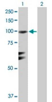 Anti-RGL1 antibody produced in rabbit purified immunoglobulin, buffered aqueous solution