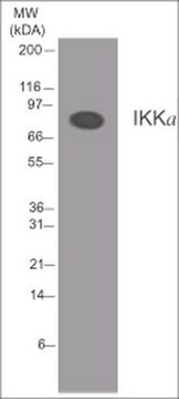 Anti-IKK&#945; Mouse mAb (14A231) liquid, clone 14A231, Calbiochem&#174;