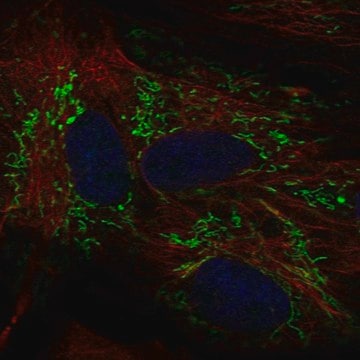 Anti-ALDH1L2 antibody produced in rabbit Prestige Antibodies&#174; Powered by Atlas Antibodies, affinity isolated antibody