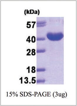 AKR7A3 human recombinant, expressed in E. coli, &#8805;95% (SDS-PAGE)