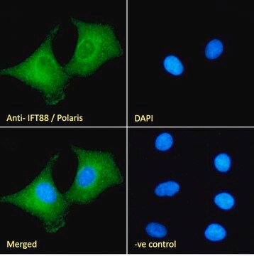 抗IFT88/Polaris抗体 ヤギ宿主抗体 affinity isolated antibody, buffered aqueous solution