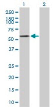 Anti-POLG2 antibody produced in rabbit purified immunoglobulin, buffered aqueous solution