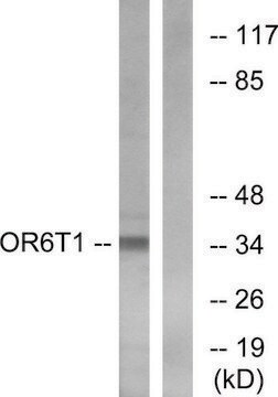 Anti-OR6T1 antibody produced in rabbit affinity isolated antibody