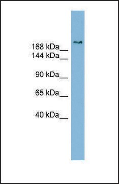 Anti-SETBP1 antibody produced in rabbit affinity isolated antibody